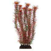 Растение 2955 "Амбулия" красная, 30 см