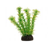 Растение 1367 "Амбулия" жёлто-зеленая, 10 см