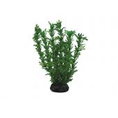 Растение 1969 "Лигодиум" зеленый, 20 см